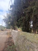 mandra