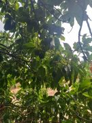 avokado