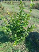 lemonia